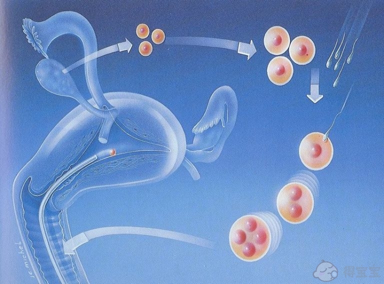 卵巢早衰在广州做试管婴儿的最佳方案是什么？